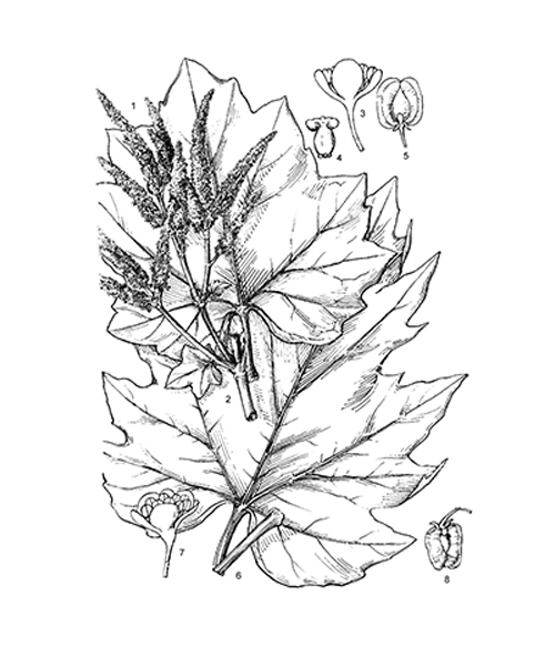 Natural compounds from  Rheum palmatum